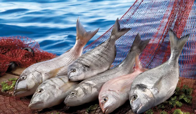 Su ürünleri ilk çeyrekte ihracatını yüzde 24 artırdı!