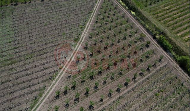 Çiftçi üzüm için yeni sezondan umutlu!