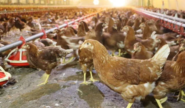 Yaklaşık 2 milyar adet yumurta üretildi