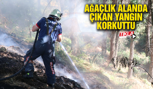 Ağaçlık alanda çıkan yangın korkuttu