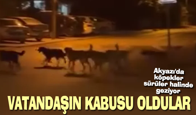 Akyazı'da köpekler sürüler halinde geziyor!