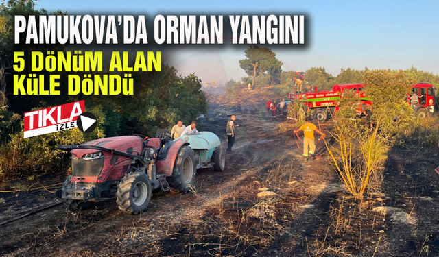 Pamukova'da 5 dönüm alan küle döndü