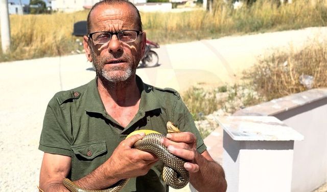Yılanları çıplak elleriyle yakalıyor!