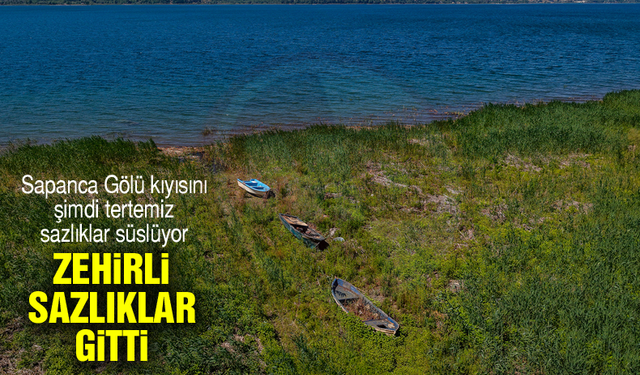 Zehirli sazlıklar gitti!