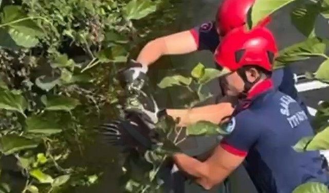 Çalılara sıkışan balıkçıl kuşunu itfaiye kurtardı