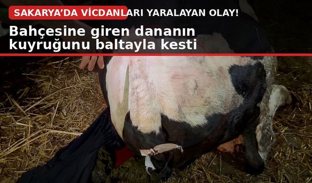 Bahçesine giren dananın kuyruğunu baltayla kesti