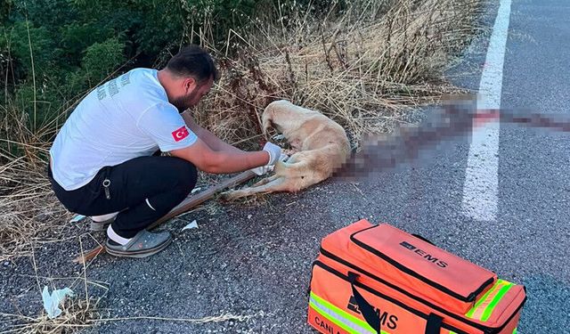 Yaralı köpeğe ilk müdahaleyi sağlık ekibi yaptı