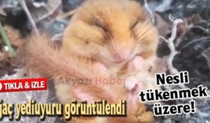 Nesli tükenmek üzere olan ağaç yediuyuru görüntülendi