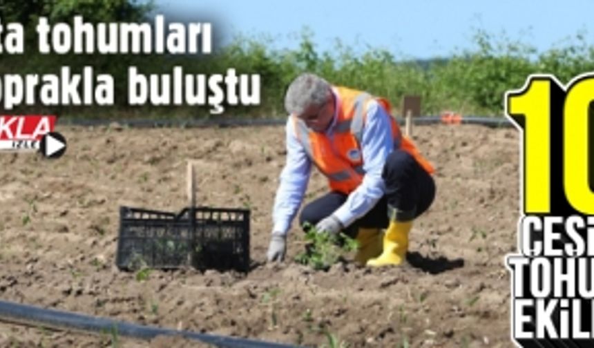 Ata tohumları toprakla buluştu