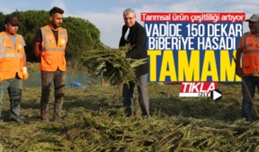 Vadide 150 dekar biberiye hasadı tamam