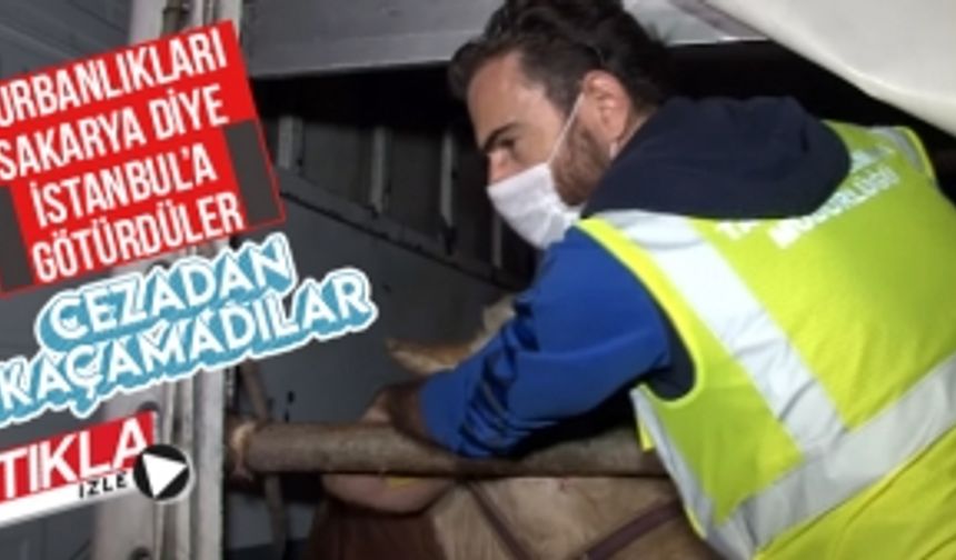 Kurbanlıkları Sakarya diye İstanbul'a götürdüler