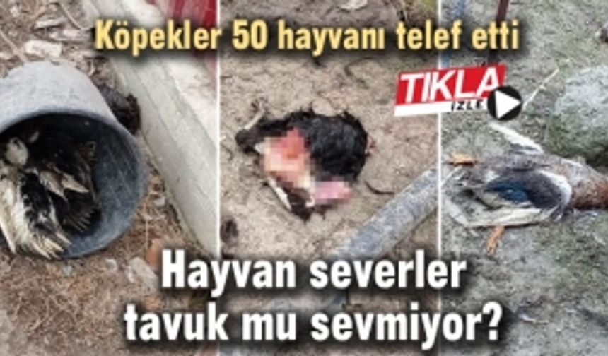 Hayvan severler tavuk mu sevmiyor?