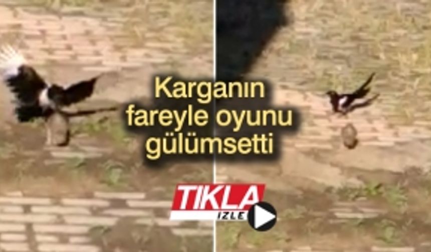 Karganın fareyle oyunu gülümsetti