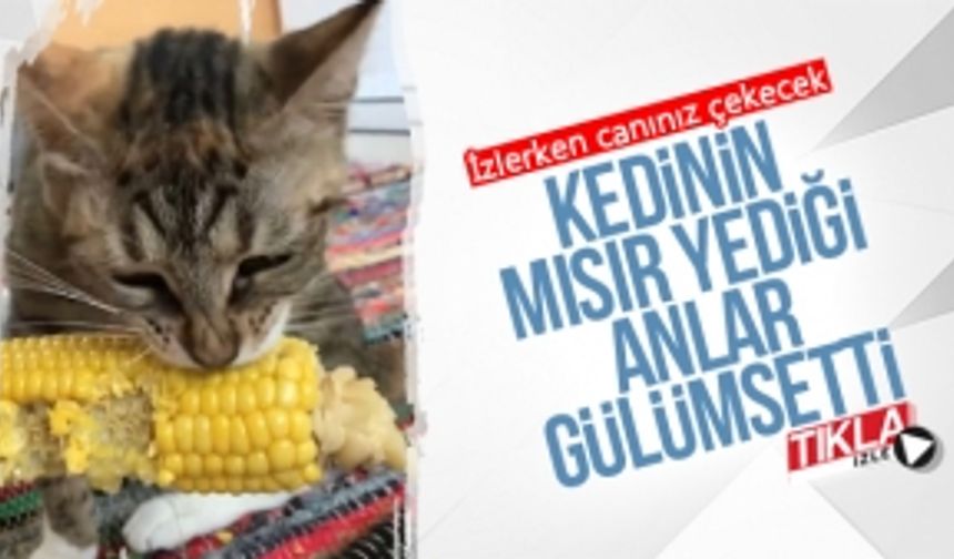 Kedinin mısır yediği anlar gülümsetti