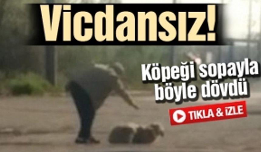 Vicdansız adam köpeği sopayla böyle dövdü