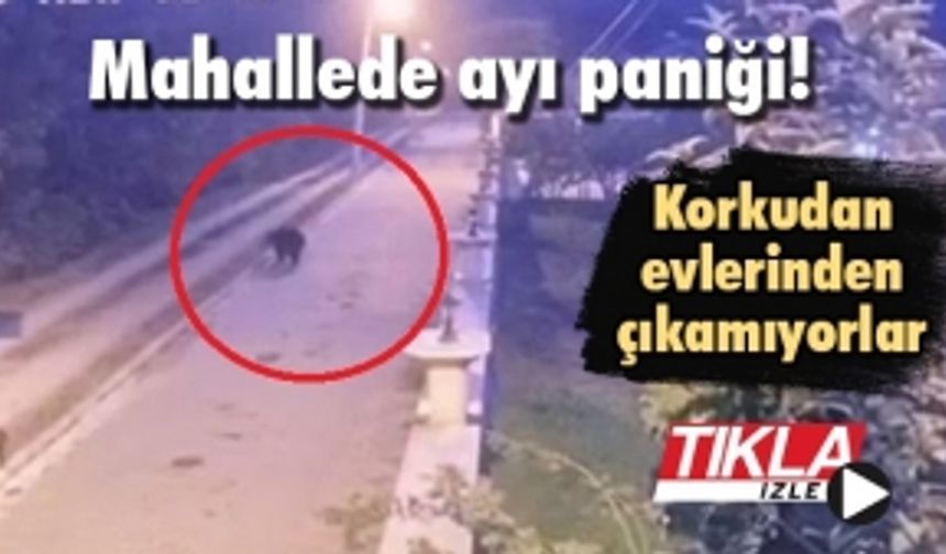 Mahallede ayı paniği!