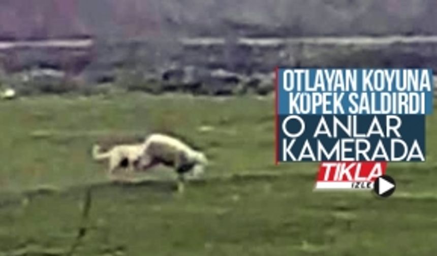 Otlayan koyuna köpek saldırdı