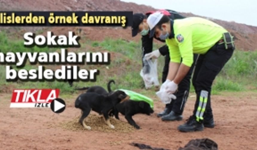 Polislerden örnek davranış! Sokak hayvanlarını beslediler