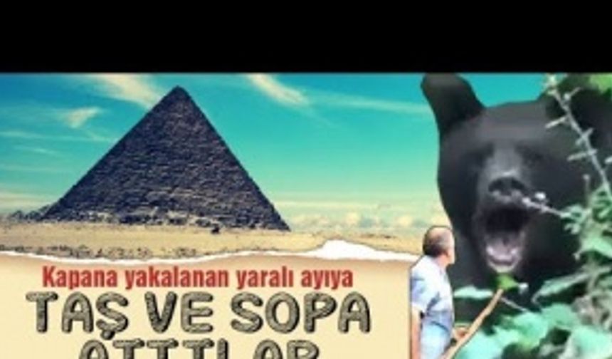 Sakarya'da yaralı ayıya taş ve sopa attılar