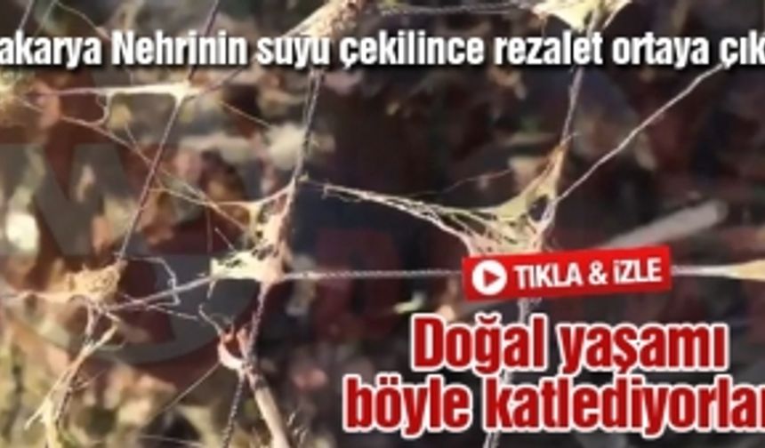 Doğal yaşamı böyle katlediyorlar