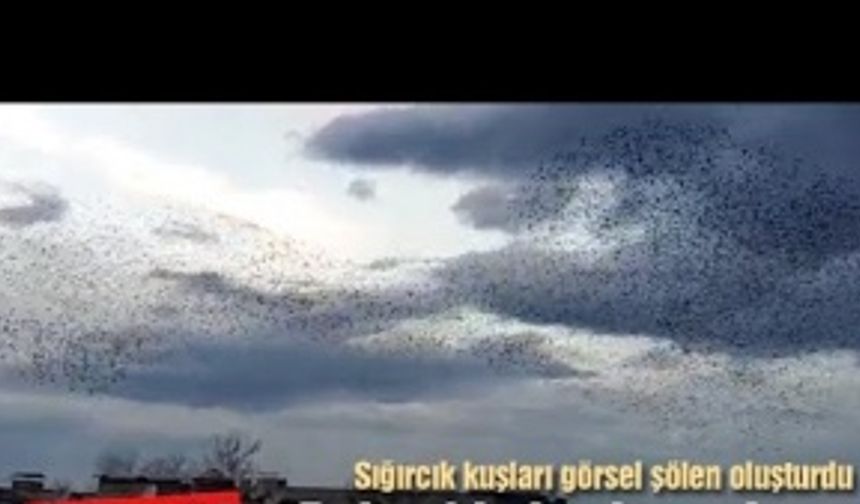 Sığırcık kuşlarının dansı büyüledi