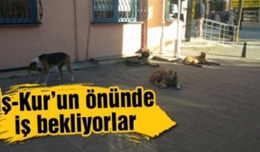 Sokak köpekleri artık bıktırdı