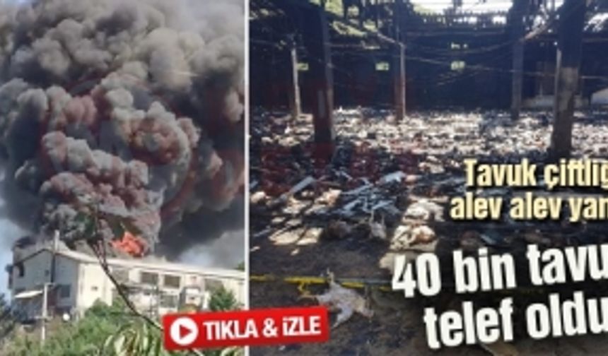 Tavuk çiftliği alev alev yandı! 40 bin tavuk telef oldu