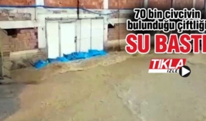 70 bin civcivin bulunduğu çiftliği su bastı