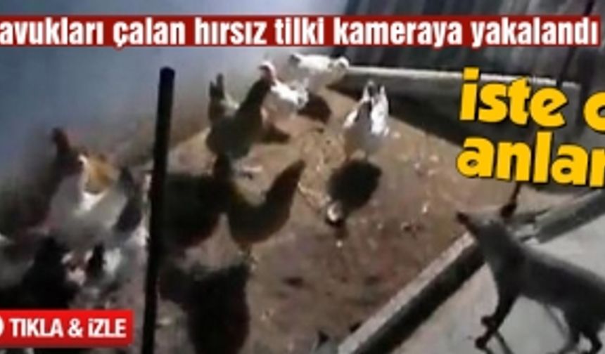 Tavuk hırsızı tilki kameralara yakalandı