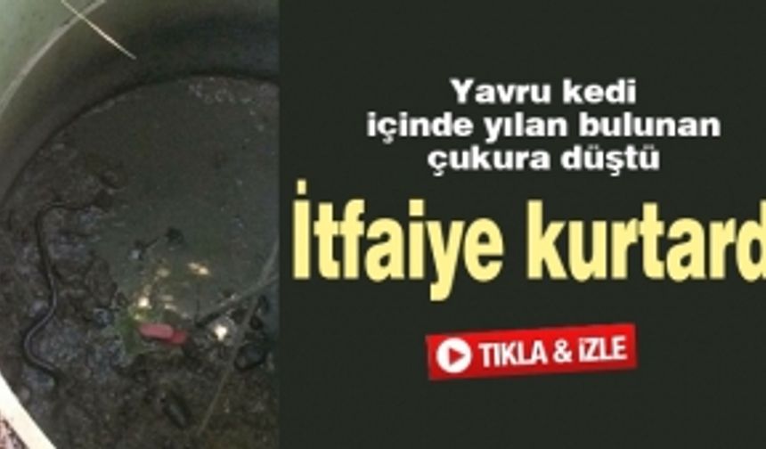 Yavru kedi yılan bulunan çukura düştü