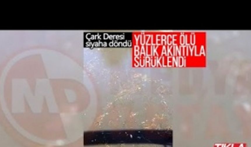 Yüzlerce ölü balık akıntıyla sürüklendi