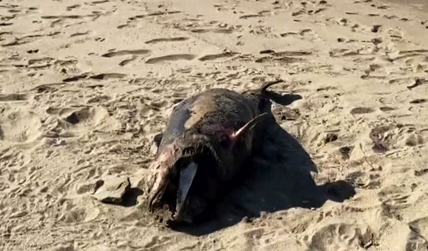 Sakarya'da ölü yunus balığı karaya vurdu