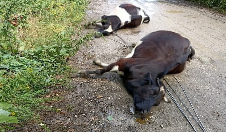 Sakarya'da kopan elektrik telleri 3 ineği telef etti