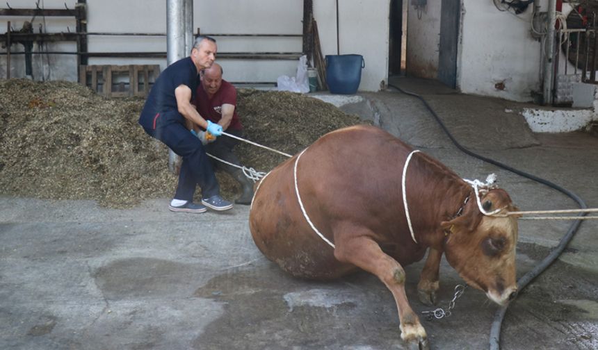 Yarım tonluk hayvanı saniyeler içinde böyle yatırdılar