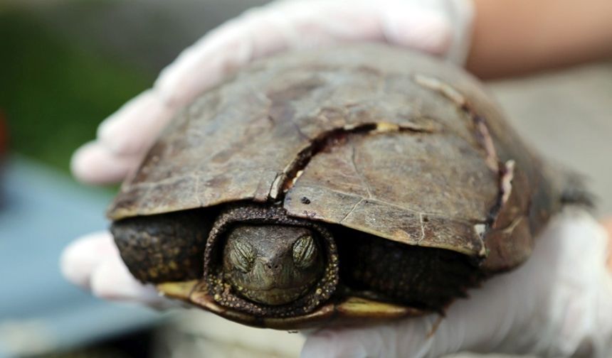Serdivan’da bulunan yaralı kaplumbağa tedavi edildi