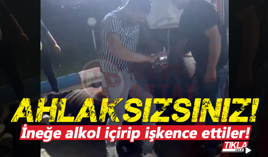 AHLAKSIZSINIZ! İneğe zorla alkol içirip eziyet ettiler!