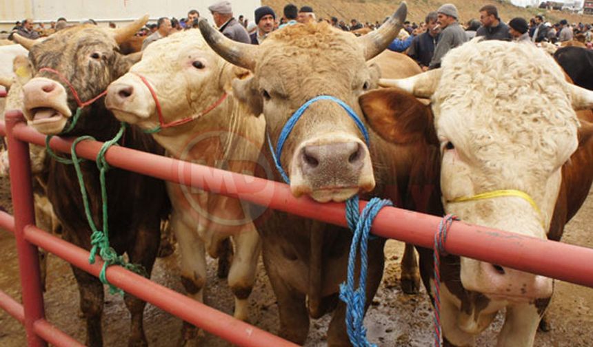 KARASU'DA ŞAP KARANTİNASI