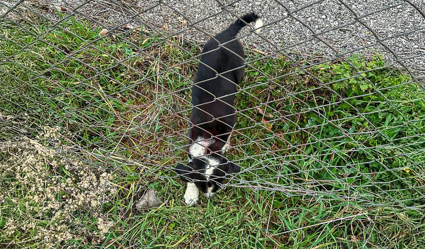 Can dostun yardımına itfaiye yetişti!