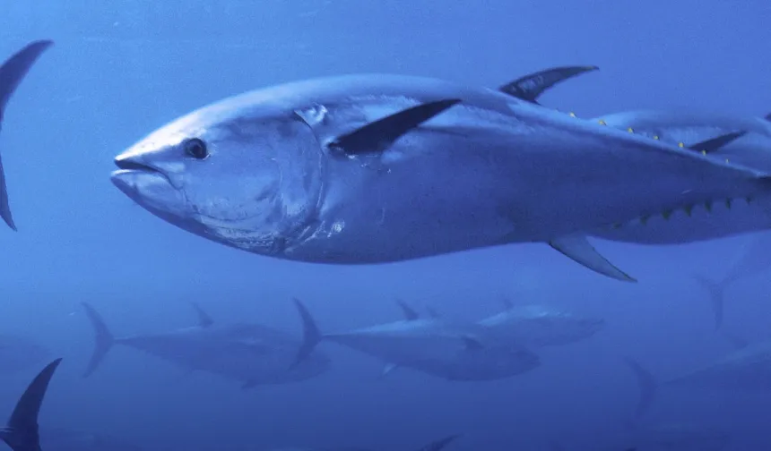 Mavi yüzgeçli orkinos kotası yüzde 20 arttı!