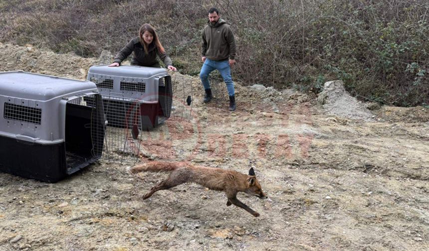 Tedavinin ardından doğaya salındılar