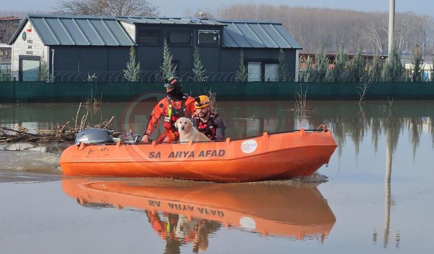 Taşkında mahsur kalan hayvanlar kurtarılmaya devam ediyor