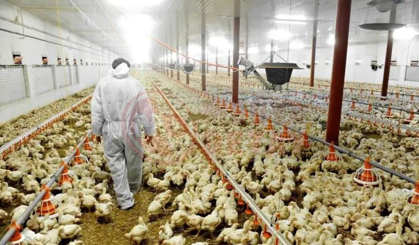 Sakaryalı firmadan Eskişehir’e damızlık tavuk tesisi