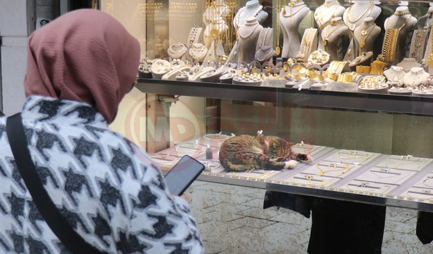 Bu kedi altınların arasında uyuyor