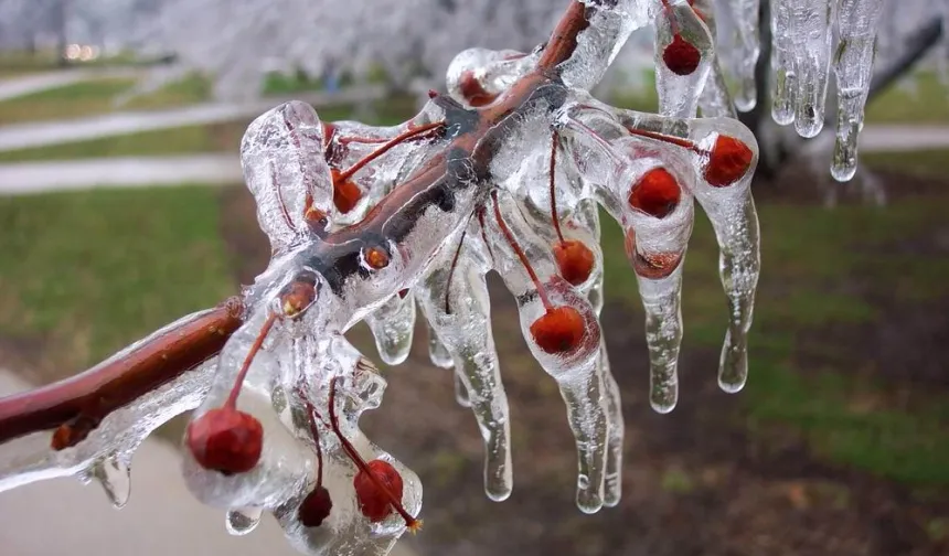 Meyve bahçelerinde don riski için mikro-sprinkler çözümleri öne çıkıyor