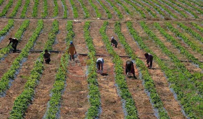 Sakaryalı çiftçiye dev destek