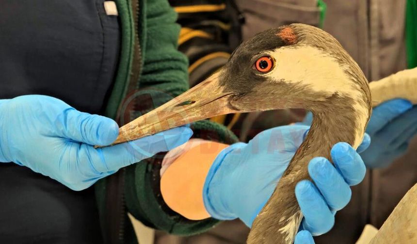 Göç yolunda yaralanmıştı!