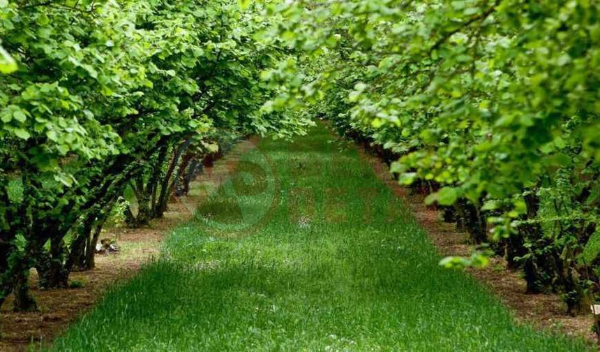 Ferizli’de dev fındık bahçesi  mahkemeden satışta