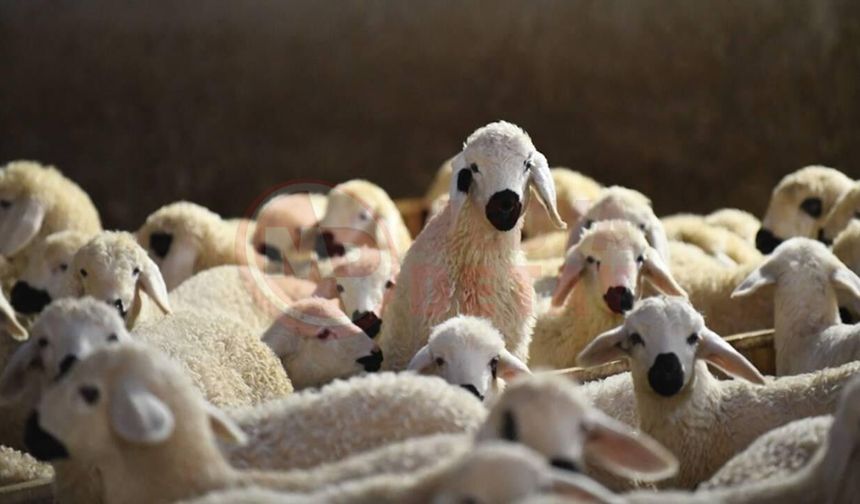 Artan petrol fiyatları hayvancılıkta maliyetleri yükseltecek