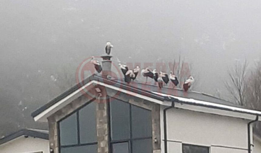 Göç yolculuğundaki leylekler Sakarya'da mola verdi!