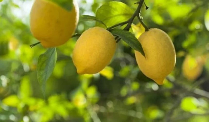 Limonda 'gümrük' yüzde 10'a düşürüldü